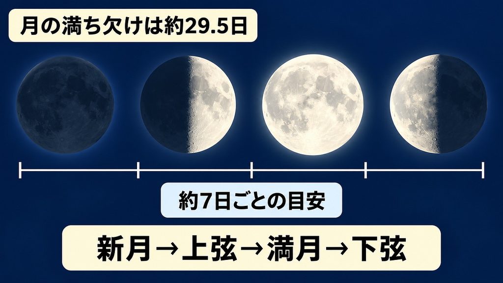 新月から下弦までの月を横に並べ、月の満ち欠けが約29.5日で約7日ごとに変わる目安を示した図